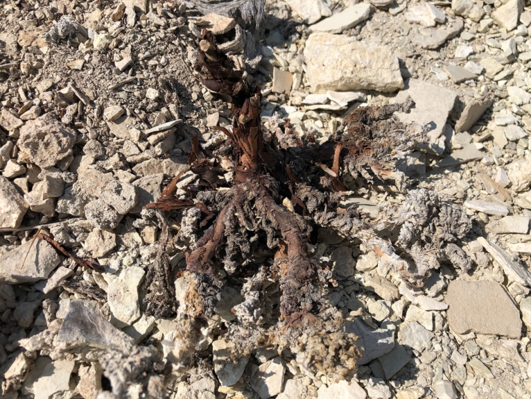An overturned dead buckwheat plant, severed at the root
